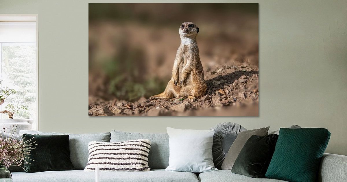 een-stokstaartje-suricata-suricatta-zit-in-de-zon-en-ontspant-zich